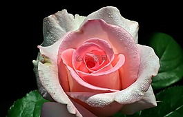 玫瑰,花,花瓣
