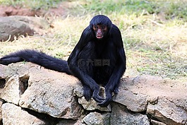 蜘蛛猴,野生,動物園