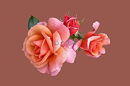 玫瑰,玫瑰apricola,隔離