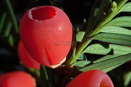 紅豆杉,廠,布什