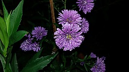 花,性質(zhì),滴