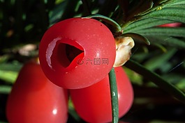紅豆杉,廠,布什