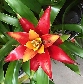 自然,植物區(qū)系,花
