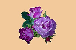 玫瑰,紫,花瓣