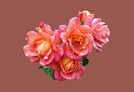 玫瑰,紫,花瓣