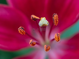 百合,紅色,宏