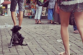 小狗,狗,動物