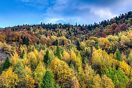高原,山,樹