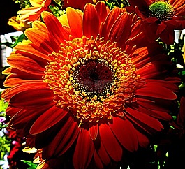 橙花,花瓣,春