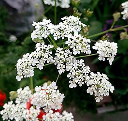 花卉,植物,花瓣