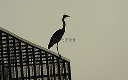 鳥,鷺,動物