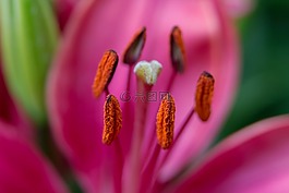 百合,紅色,雄蕊