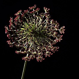 花,工作室,照明