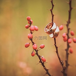 結(jié)婚戒指,植物,珠寶首飾