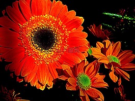 橙花,花瓣,夏天