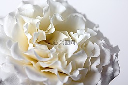 玫瑰,白,開花