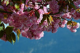 廠,花,開花