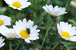 雛菊,蚊子,性質(zhì)