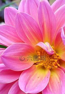 大麗花,粉紅色,弗洛