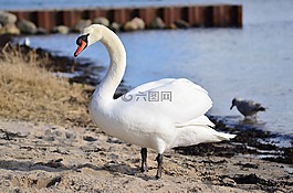 鳥,水,天鵝