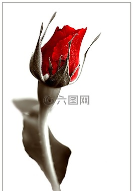 玫瑰,紅色,開花