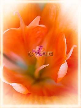 百合,橙,宏