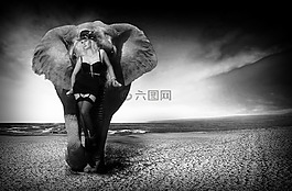 象,象牙,性质