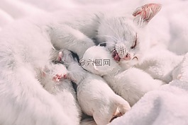 白,貓,小貓