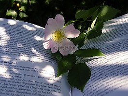 夏天,臀部,書