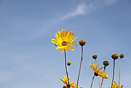 黃色,花,關(guān)閉