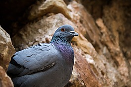 鳥,鴿子,攝影