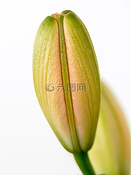 百合,芽,花