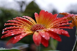 非洲菊,花,開花