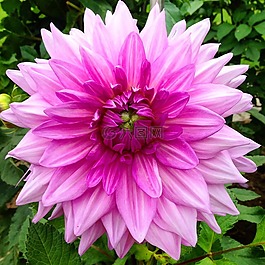 花,羅莎,鮮花