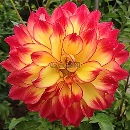 花,紅色,花園
