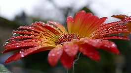 非洲菊,花,開花