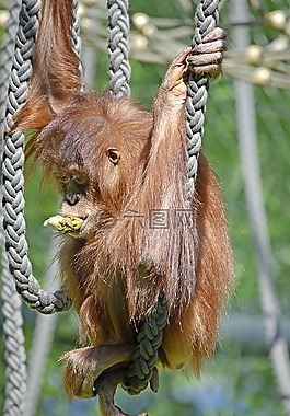 orang 組,猴子,猿