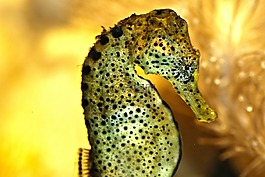 海馬,水族館,水