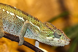 變色龍,動(dòng)物園,爬行動(dòng)物