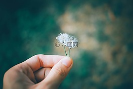 花,自然,植物
