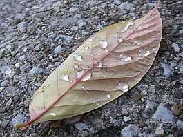 葉,植物,秋