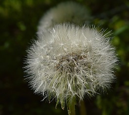 蒲公英,花卉,夏季