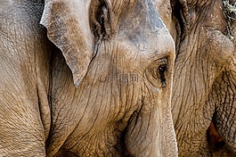 象,動物園,地點