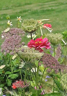 野生胡萝卜,花,植物群