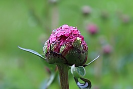 開花,粉紅色,夏季