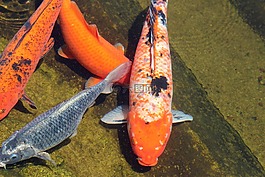 鯉魚,魚,顏色