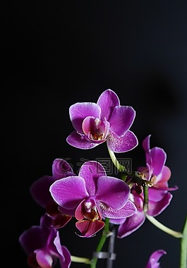 蘭花,紫,花
