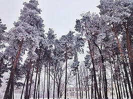 冬天,schnee,bäume