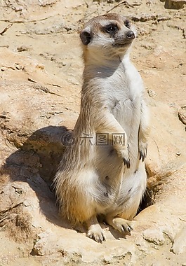 suricate,vedetta,注意