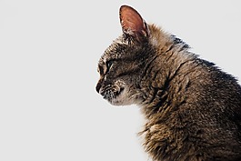 katze,kontur,自然
